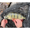 Zestaw S.G. Black Bass Pro Pack op.33szt.*-90031